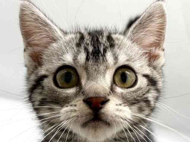 京都府のアメリカンショートヘアー (ひごペットフレンドリー京都店/2025年12月18日生まれ/男の子/シルバータビー)の子猫の1枚目の画像