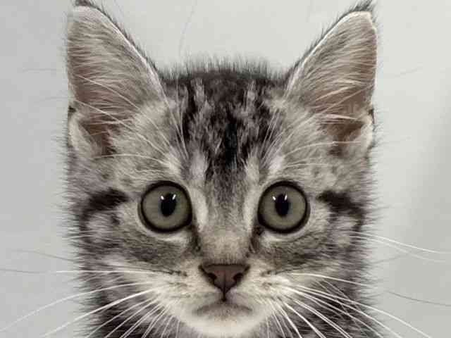 京都府のアメリカンショートヘアー (ひごペットフレンドリー京都店/2025年12月18日生まれ/男の子/シルバータビー)の子猫の1枚目の画像