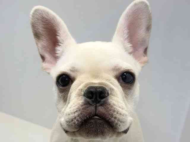 京都府のフレンチブルドッグ (ひごペットフレンドリーイオンモール高の原店/2025年12月21日生まれ/女の子/クリーム)の子犬の1枚目の画像