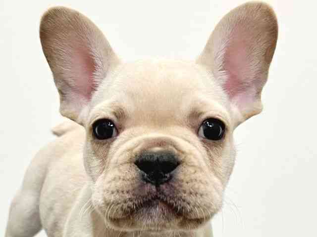 大阪府のフレンチブルドッグ (ひごペットフレンドリーイトーヨーカドー津久野店/2025年12月21日生まれ/男の子/クリーム)の子犬の1枚目の画像