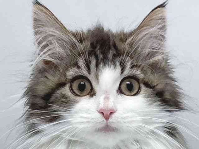 京都府のメインクーン (ひごペットフレンドリー京都店/2025年12月20日生まれ/女の子/ブラウンタビーホワイト)の子猫の1枚目の画像