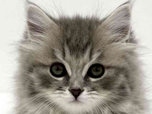 大阪府のラガマフィン (ひごペットフレンドリーくずはモール店/2025年12月18日生まれ/男の子/ブルータビー)の子猫の1枚目の画像