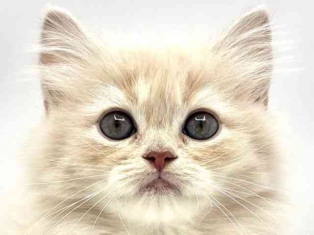 兵庫県のサイベリアン (ひごペットフレンドリークラウンパーク伊丹店/2025年12月20日生まれ/女の子/カメオ)の子猫の1枚目の画像