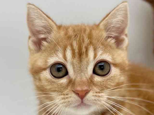 島根県のアメリカンショートヘアー (ひごペットフレンドリーイオンモール出雲店/2025年12月19日生まれ/女の子/レッドタビー)の子猫の1枚目の画像