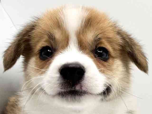 大阪府のウェルシュコーギーペンブローク (ひごペットフレンドリーみのおキューズモール店/2025年12月21日生まれ/男の子/レッドホワイト)の子犬の1枚目の画像