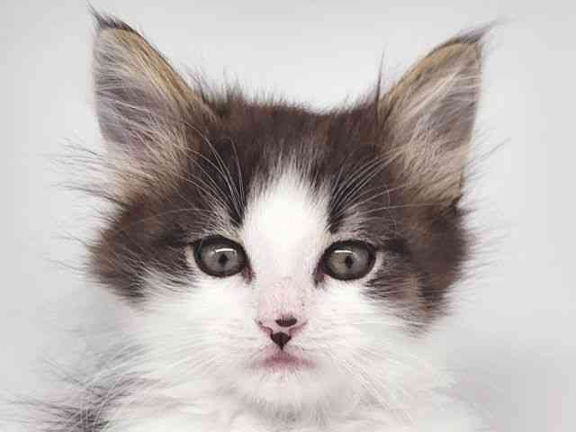 大阪府のノルウェージャンフォレストキャット (ひごペットフレンドリー泉ヶ丘店/2025年12月19日生まれ/男の子/ブラウンタビーホワイト)の子猫の1枚目の画像