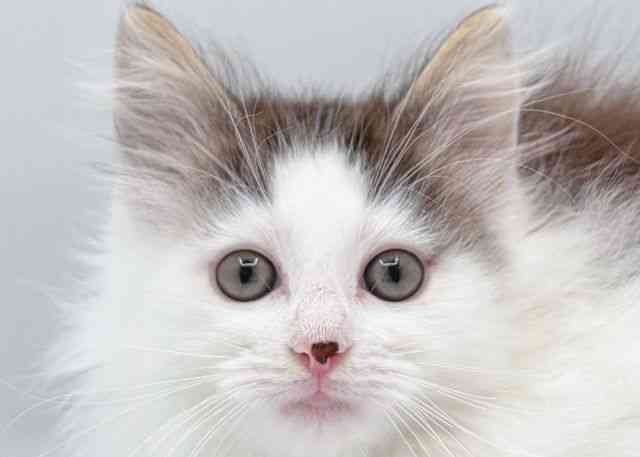 島根県のノルウェージャンフォレストキャット (ひごペットフレンドリーイオン松江ショッピングセンター店/2025年12月19日生まれ/男の子/ブラウンタビーホワイト)の子猫の1枚目の画像