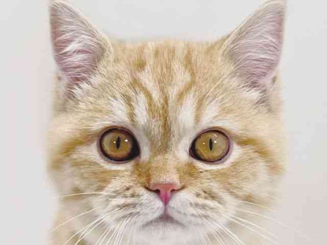 京都府のマンチカン (ひごペットフレンドリーイズミヤショッピングセンター八幡店/2025年12月20日生まれ/男の子/レッドタビー)の子猫の1枚目の画像