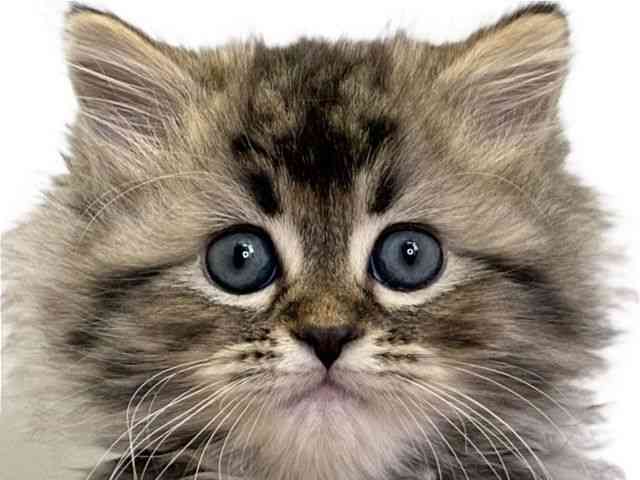 愛媛県のミヌエット (ひごペットフレンドリーエミフルMASAKI店/2025年12月20日生まれ/男の子/ブラウンタビー)の子猫の1枚目の画像