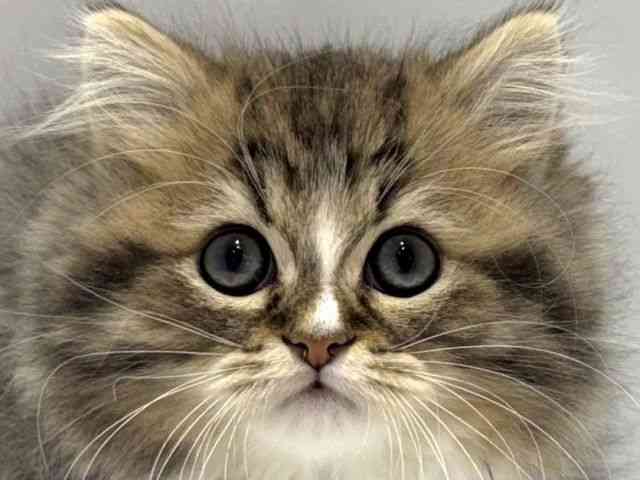 大阪府のミヌエット (ひごペットフレンドリーセブンパーク天美店/2025年12月20日生まれ/男の子/ブラウンタビーホワイト)の子猫の1枚目の画像