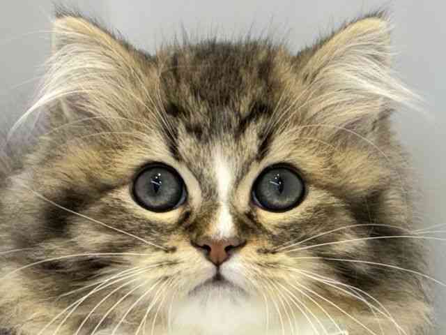 大阪府のミヌエット (ひごペットフレンドリーセブンパーク天美店/2025年12月20日生まれ/男の子/ブラウンタビーホワイト)の子猫の1枚目の画像