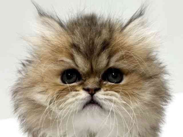 愛知県のペルシャ (ひごペットフレンドリーららぽーと名古屋みなとアクルス店/2025年12月20日生まれ/女の子/チンチラゴールデン)の子猫の1枚目の画像