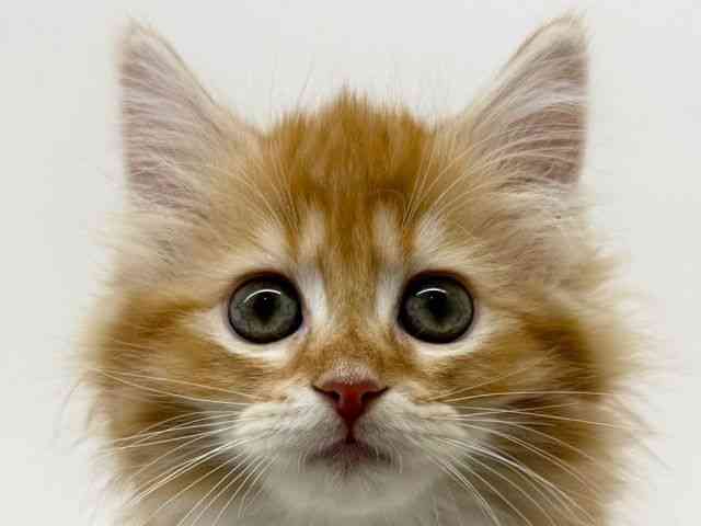 兵庫県のサイベリアン (ひごペットフレンドリーブルメールHAT神戸店/2025年12月20日生まれ/女の子/レッドタビーホワイト)の子猫の1枚目の画像