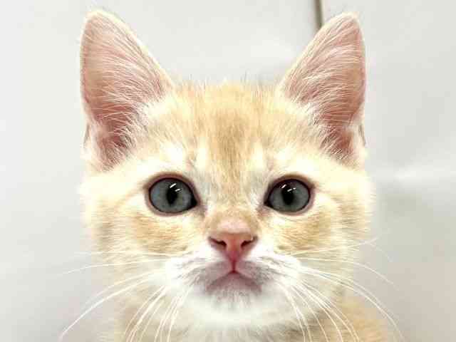 大阪府のスコティッシュフォールド (ひごペットフレンドリーイオンタウン茨木太田店/2025年12月19日生まれ/男の子/クリームタビー)の子猫の1枚目の画像