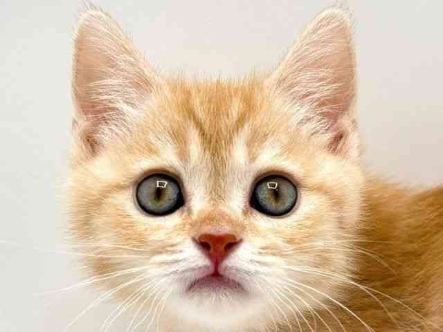 奈良県のスコティッシュフォールド (ひごペットフレンドリー田原本店/2025年12月19日生まれ/男の子/クリームタビーホワイト)の子猫の1枚目の画像