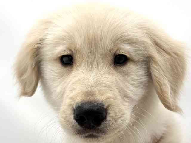 兵庫県のゴールデンレトリバー (ひごペットフレンドリークラウンパーク伊丹店/2025年12月18日生まれ/男の子/ゴールデン)の子犬の1枚目の画像