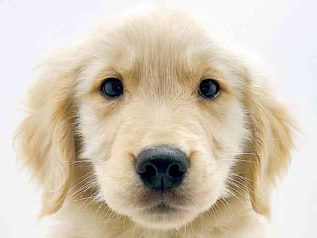 広島県のゴールデンレトリバー (ひごペットフレンドリーフジグラン神辺店/2025年12月18日生まれ/女の子/ゴールデン)の子犬の1枚目の画像