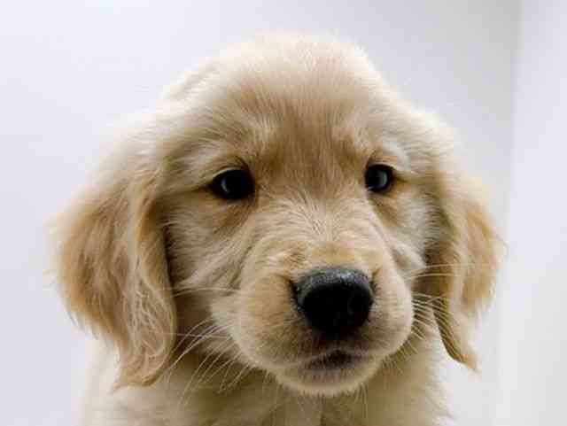 広島県のゴールデンレトリバー (ひごペットフレンドリーフジグラン神辺店/2025年12月18日生まれ/女の子/ゴールデン)の子犬