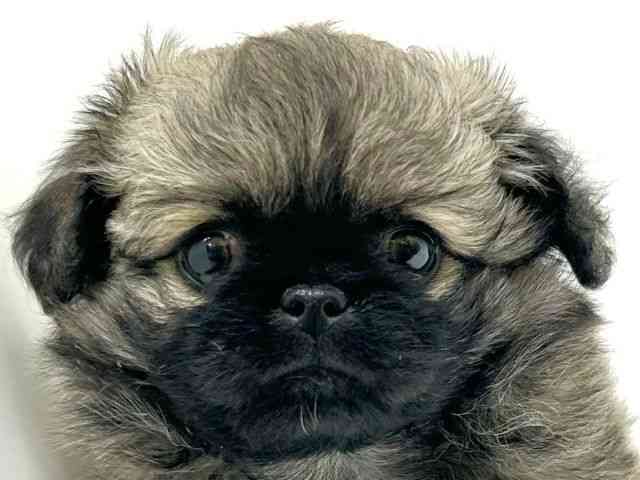 兵庫県のチワペキ/ペキチー/ペキチワ(チワワ×ペキニーズ) (ひごペットフレンドリーブルメールHAT神戸店/2025年12月18日生まれ/男の子/フォーン)の子犬の1枚目の画像