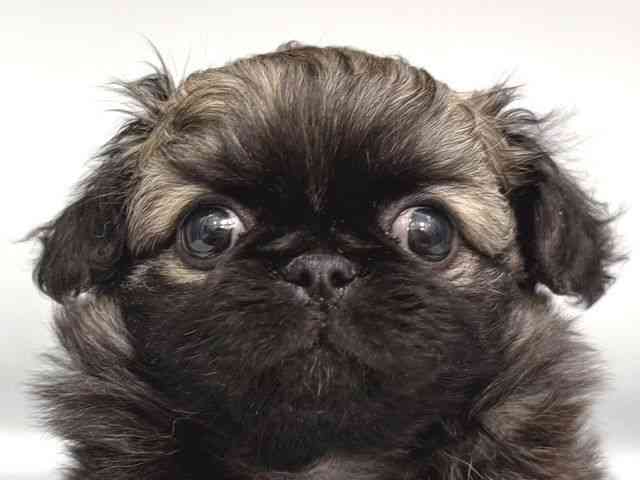 大阪府のチワペキ/ペキチー/ペキチワ(チワワ×ペキニーズ) (ひごペットフレンドリー岸和田店/2025年12月18日生まれ/男の子/フォーン)の子犬の1枚目の画像