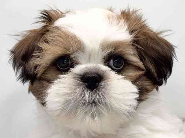 京都府のシーズー (ひごペットフレンドリー洛北阪急スクエア店/2025年12月21日生まれ/女の子/ゴールドホワイト)の子犬の1枚目の画像