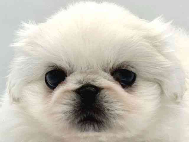 大阪府のペキニーズ (ひごペットフレンドリーイトーヨーカドー津久野店/2025年12月20日生まれ/男の子/ホワイト)の子犬の1枚目の画像