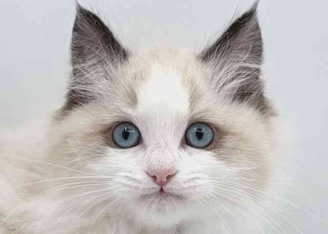 島根県のラグドール (ひごペットフレンドリーイオン松江ショッピングセンター店/2025年12月20日生まれ/男の子/シールポイントバイカラー)の子猫