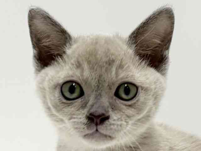 愛知県のトンキニーズ (ひごペットフレンドリーららぽーと名古屋みなとアクルス店/2025年12月19日生まれ/女の子/プラチナソリッド)の子猫の1枚目の画像