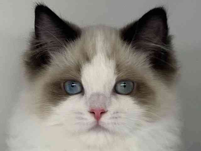 徳島県のラグドール (ひごペットフレンドリーゆめタウン徳島店/2025年12月16日生まれ/女の子/シールポイントバイカラー)の子猫の1枚目の画像