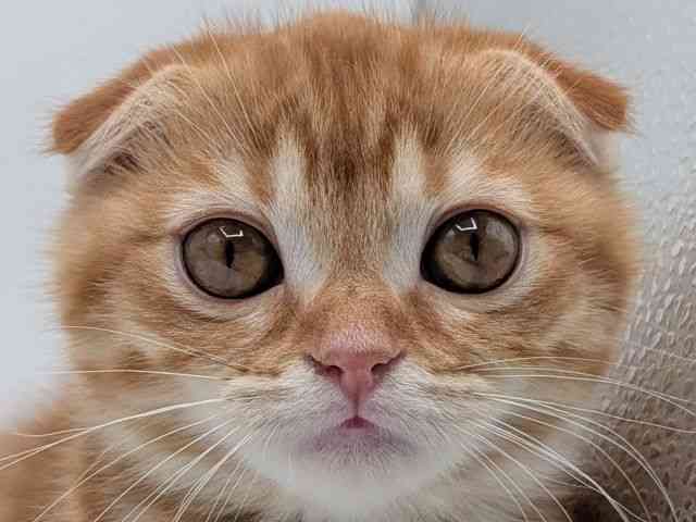 香川県のスコティッシュフォールド (ひごペットフレンドリーゆめタウン高松店/2025年12月20日生まれ/女の子/レッドタビー)の子猫の1枚目の画像