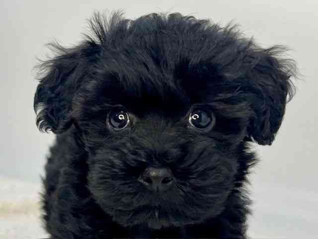 島根県のマルプー(マルチーズ×プードル) (ひごペットフレンドリーイオンモール出雲店/2025年12月20日生まれ/男の子/ブラック)の子犬