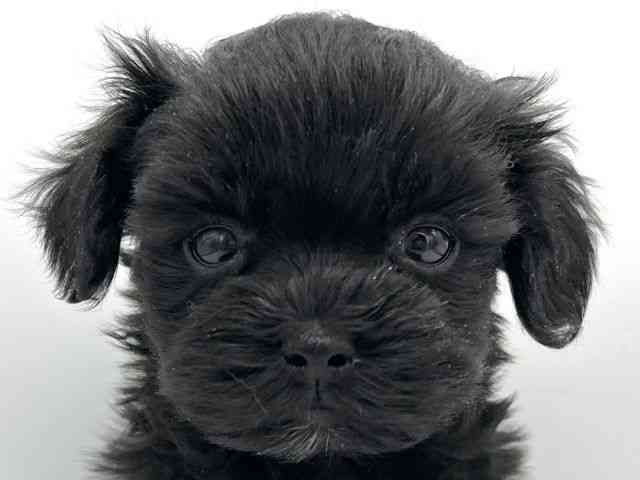 大阪府のマルプー(マルチーズ×プードル) (ひごペットフレンドリーららぽーとEXPOCITY店/2025年12月20日生まれ/女の子/ブラック)の子犬の1枚目の画像