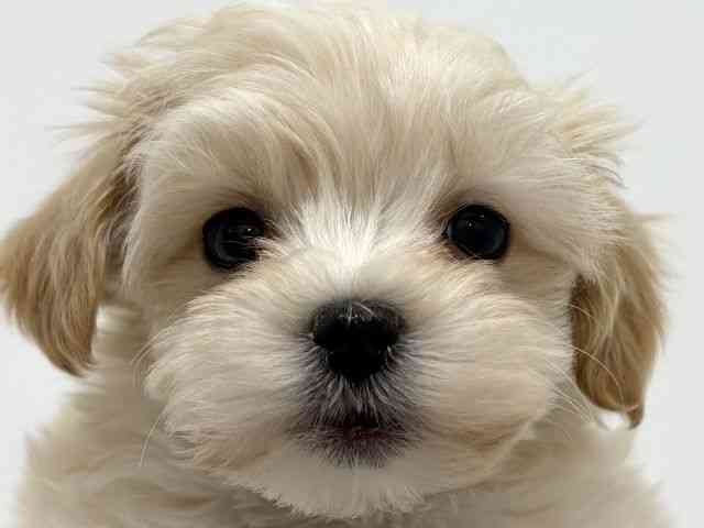 大阪府のマルプー(マルチーズ×プードル) (ひごペットフレンドリーくずはモール店/2025年12月20日生まれ/男の子/クリーム)の子犬の1枚目の画像