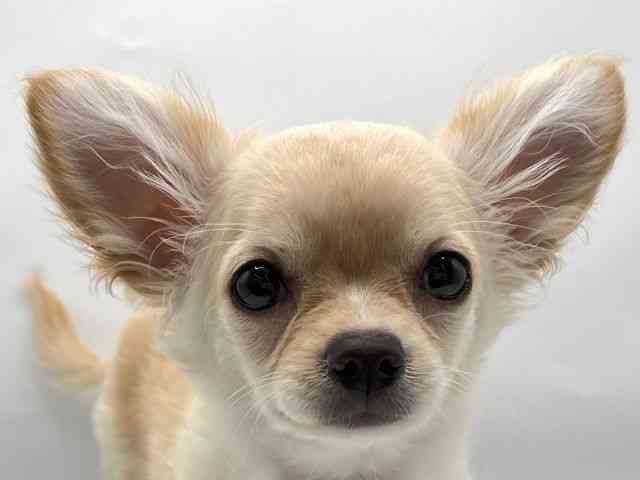 香川県のチワワ(ロング) (ひごペットフレンドリーゆめタウン高松店/2025年12月20日生まれ/男の子/クリーム)の子犬の1枚目の画像