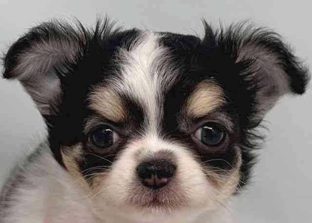 鳥取県のチワワ(ロング) (ひごペットフレンドリーイオンモール鳥取北店/2025年12月19日生まれ/女の子/ブラックタンホワイト)の子犬