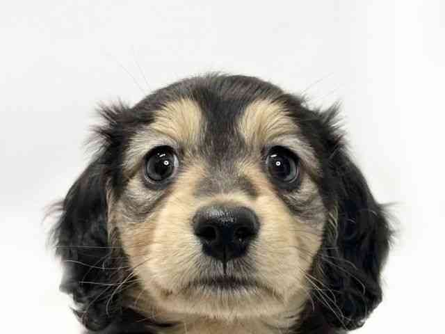 愛媛県のミニチュアダックスフンド(ロング) (ひごペットフレンドリーイオンモール今治新都市店/2025年12月19日生まれ/男の子/ブラックタン)の子犬の1枚目の画像