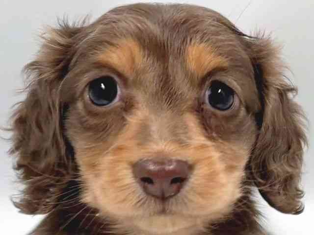 京都府のミニチュアダックスフンド(ロング) (ひごペットフレンドリー京都店/2025年12月19日生まれ/女の子/チョコレートタン)の子犬の1枚目の画像