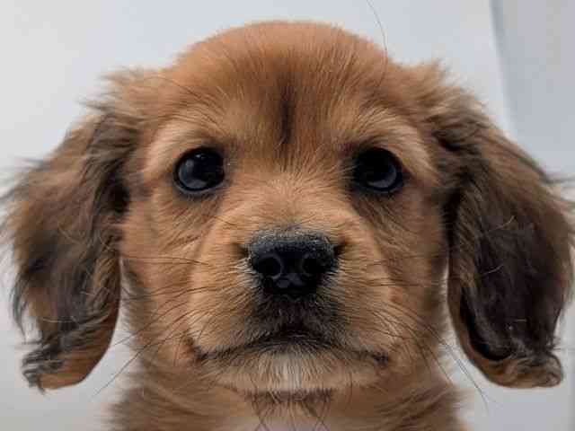 香川県のミニチュアダックスフンド(ロング) (ひごペットフレンドリーゆめタウン高松店/2025年12月17日生まれ/男の子/レッド)の子犬の1枚目の画像