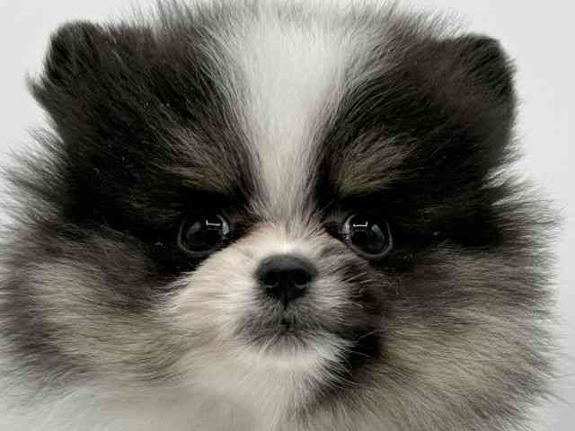 大阪府のポメラニアン (ひごペットフレンドリーららぽーとEXPOCITY店/2025年12月21日生まれ/男の子/パーティーカラー)の子犬