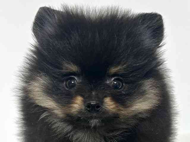 大阪府のポメラニアン (ひごペットフレンドリーアクロスプラザ住之江店/2025年12月21日生まれ/男の子/ブラックタン)の子犬の1枚目の画像