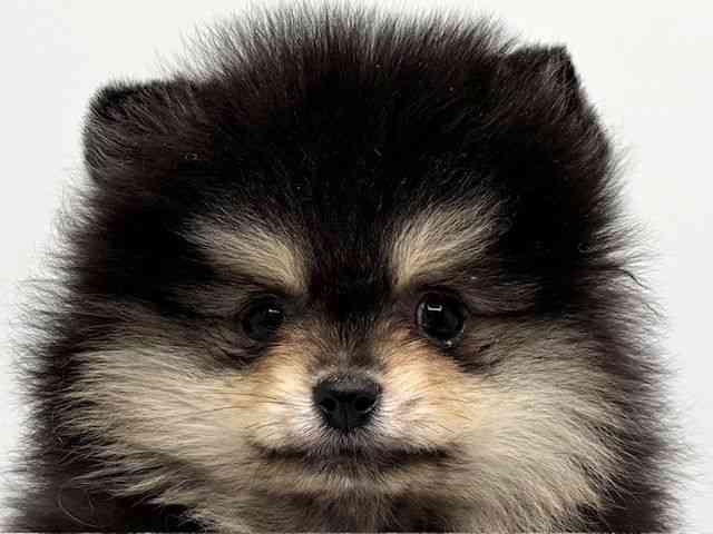 大阪府のポメラニアン (ひごペットフレンドリーみのおキューズモール店/2025年12月21日生まれ/男の子/ブラックタン)の子犬の1枚目の画像