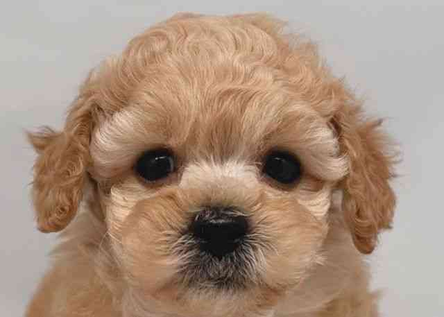 鳥取県のトイプードル(トイ) (ひごペットフレンドリーイオンモール鳥取北店/2025年12月20日生まれ/男の子/オレンジフォーン)の子犬