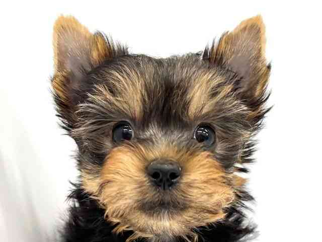 大阪府のヨークシャーテリア (ひごペットフレンドリーイオンタウン茨木太田店/2025年12月19日生まれ/男の子/スチールブルータン)の子犬の1枚目の画像