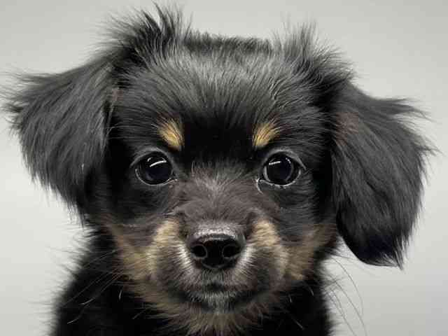 徳島県のチワックス(チワワ×ダックス) (ひごペットフレンドリーゆめタウン徳島店/2025年12月18日生まれ/男の子/ブラックタン)の子犬の1枚目の画像