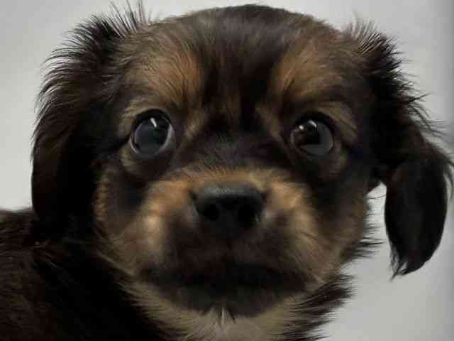 大阪府のチワックス(チワワ×ダックス) (ひごペットフレンドリー東淀川店/2025年12月18日生まれ/男の子/レッド)の子犬