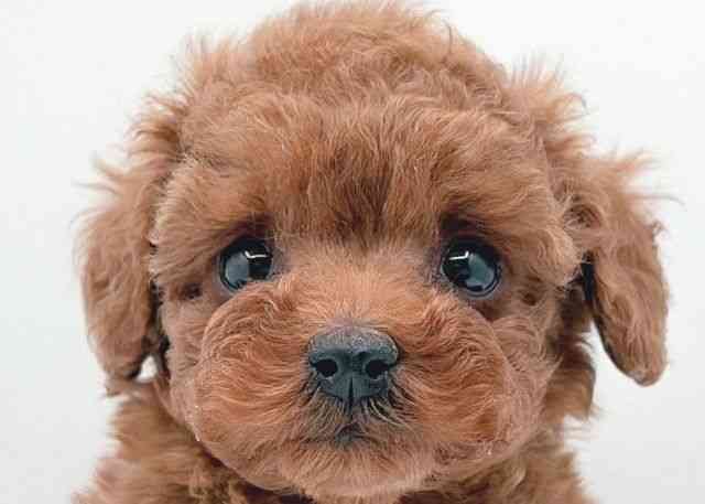 島根県のトイプードル(トイ) (ひごペットフレンドリーイオン松江ショッピングセンター店/2025年12月20日生まれ/男の子/レッドフォーン)の子犬