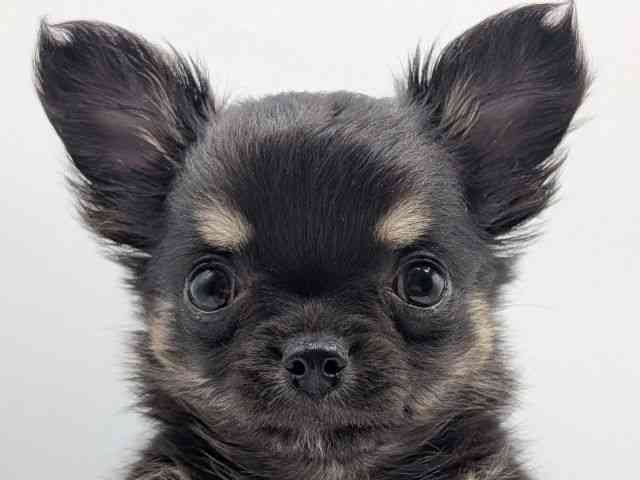 香川県のチワワ(ロング) (ひごペットフレンドリーゆめタウン高松店/2025年12月20日生まれ/男の子/ブラックタン)の子犬の1枚目の画像