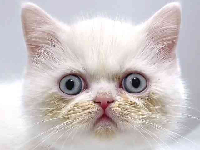 奈良県のエキゾチック (ひごペットフレンドリー奈良パワーシティ店/2025年12月20日生まれ/女の子/ホワイト)の子猫の1枚目の画像