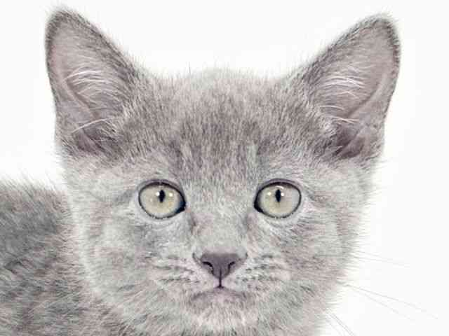 大阪府のロシアンブルー (ひごペットフレンドリーくずはモール店/2025年12月20日生まれ/女の子/ブルー)の子猫の1枚目の画像