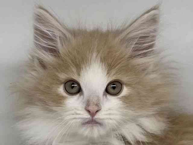 徳島県のノルウェージャンフォレストキャット (ひごペットフレンドリーゆめタウン徳島店/2025年12月12日生まれ/男の子/クリームタビーホワイト)の子猫の1枚目の画像